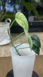 Scindapsus jade satin marble #1 - obrazek 4