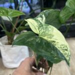 Syngonium Emerald Gem