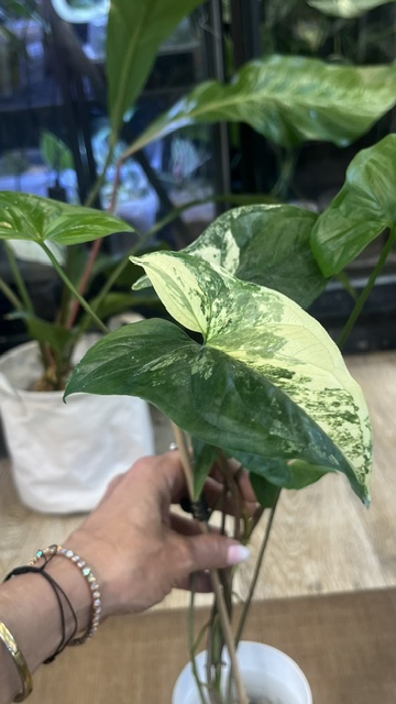 Syngonium Emerald Gem