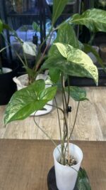 Syngonium Emerald Gem #3 - obrazek 4