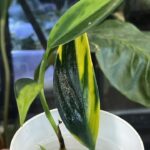Scindapsus coriaceus variegata
