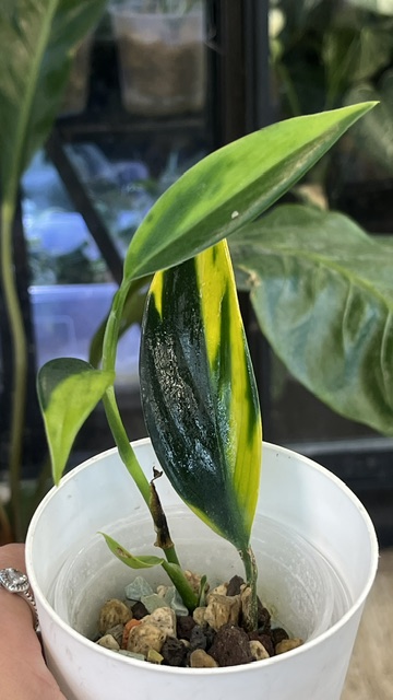 Scindapsus coriaceus variegata Scindapsus coriaceus variegata
