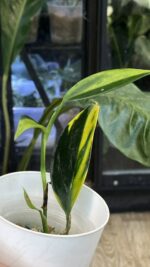 Scindapsus coriaceus variegata #1 - obrazek 3