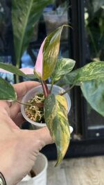 Philodendron Pink Princess Tricolor #2