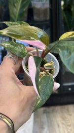 Philodendron Pink Princess Tricolor #2 - obrazek 5
