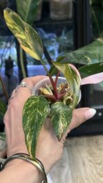 Philodendron Pink Princess Tricolor #2 - obrazek 4
