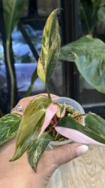Philodendron Pink Princess Tricolor #2 - obrazek 3
