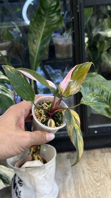 Philodendron Pink Princess Tricolor, ekstremalnie rzadki okaz kolekcjonerski o liściach z trójkolorową wariegacją w odcieniach różu, bieli i ciemnej zieleni, pnącze tropikalne na paliku z mchem, Variegarden.