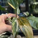 Philodendron Pink Princess Tricolor, ekstremalnie rzadki okaz kolekcjonerski o liściach z trójkolorową wariegacją w odcieniach różu, bieli i ciemnej zieleni, pnącze tropikalne na paliku z mchem, Variegarden.