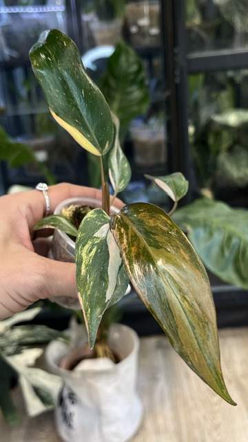 Philodendron Pink Princess Tricolor, ekstremalnie rzadki okaz kolekcjonerski o liściach z trójkolorową wariegacją w odcieniach różu, bieli i ciemnej zieleni, pnącze tropikalne na paliku z mchem, Variegarden.