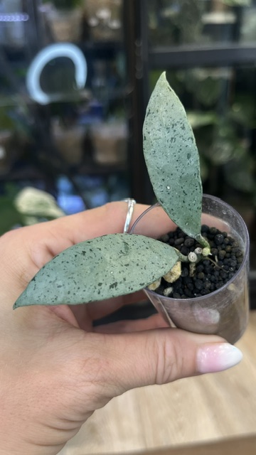 Hoya lacunosa Winter Pandora małe liście z intensywnym srebrzystym splashem alt tag