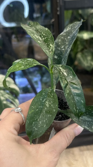 Hoya occultata splash