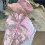 Syngonium Double Red variegata