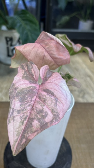 Syngonium Double Red variegata