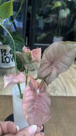 Syngonium Double Red variegata #1 - obrazek 2