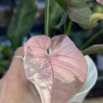 Syngonium Double Red variegata