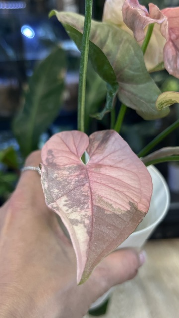 Syngonium Double Red variegata