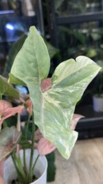 Syngonium Double Red variegata #1 - obrazek 7