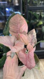 Syngonium Double Red variegata #1 - obrazek 4