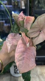 Syngonium Double Red variegata #1 - obrazek 5