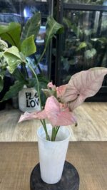 Syngonium Double Red variegata #1 - obrazek 6