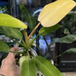 Philodendron Whipple Way