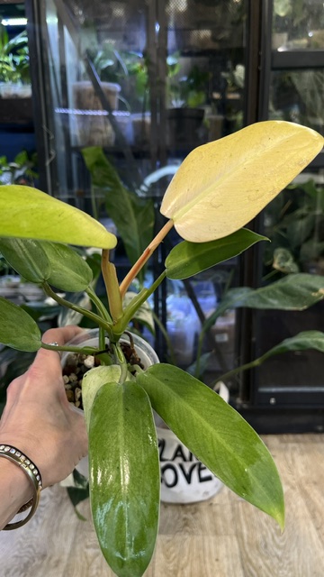 Philodendron Whipple Way