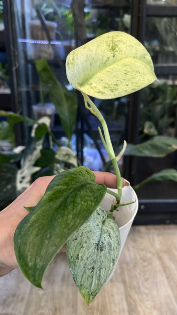 scindapsus jade satin marble