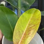 Philodendron Prince of Orange variegata