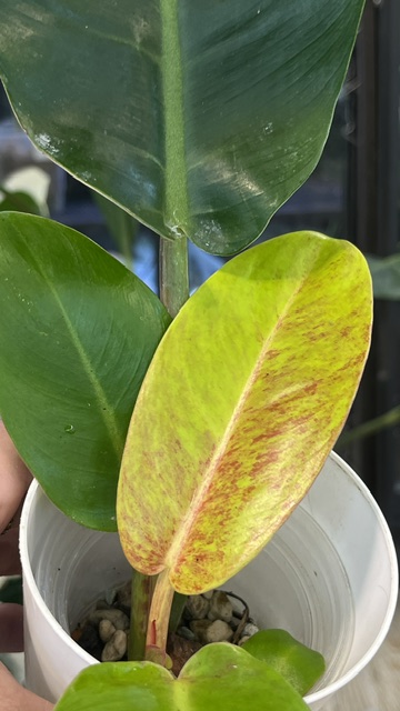 Philodendron Prince of Orange variegata
