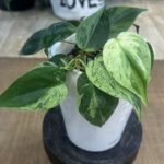 Philodendron hederaceum oxycardium variegata