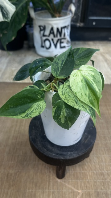 Philodendron hederaceum oxycardium variegata