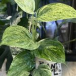 Scindapsus hederaceous blue albo marble