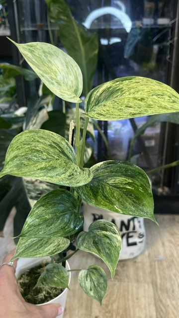 Scindapsus hederaceous blue albo marble