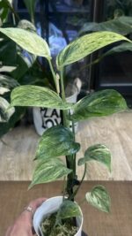 Scindapsus hederaceous blue albo marble #4 - obrazek 2