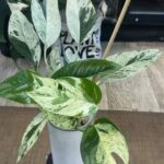 Epipremnum pinnatum marble variegata