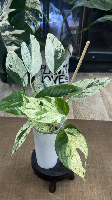 Epipremnum pinnatum marble variegata