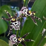 Storczyk Oncidium Holm's Wizzard, kolekcjonerska odmiana o obfitych, bordo-złotych kwiatostanach, luksusowa roślina ozdobna o kaskadowym pokroju, Variegarden.