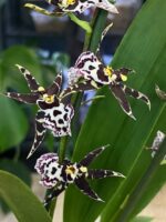 Storczyk Oncidium Holm's Wizzard, kolekcjonerska odmiana o obfitych, bordo-złotych kwiatostanach, luksusowa roślina ozdobna o kaskadowym pokroju, Variegarden.