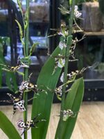 Oncidium Holm's Wizzard / storczyk - obrazek 3