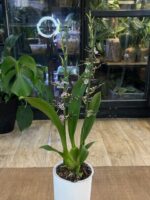 Oncidium Holm's Wizzard / storczyk - obrazek 4