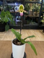 Paphiopedilum Pinochio / storczyk - obrazek 4