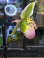 Paphiopedilum Pinochio / storczyk - obrazek 3