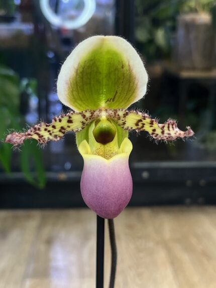 Storczyk Paphiopedilum Pinocchio, kolekcjonerska hybryda sabotka o seryjnym kwitnieniu i różowej warżce, unikatowa roślina ozdobna, Variegarden.
