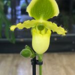 Storczyk Paphiopedilum primulinum, kolekcjonerska odmiana sabotka o limonkowo-żółtych kwiatach, unikatowy storczyk seryjnie kwitnący, Variegarden.