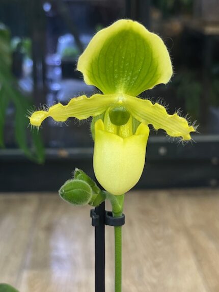 Storczyk Paphiopedilum primulinum, kolekcjonerska odmiana sabotka o limonkowo-żółtych kwiatach, unikatowy storczyk seryjnie kwitnący, Variegarden.