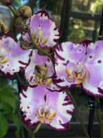 Phalaenopsis Art Nouveau / storczyk - obrazek 3