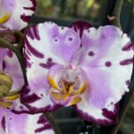Storczyk Phalaenopsis Art Nouveau, kolekcjonerska odmiana o malarskich, miedziano-różowych kwiatach, luksusowa roślina ozdobna o woskowych płatkach, Variegarden.