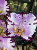 Storczyk Phalaenopsis Art Nouveau, kolekcjonerska odmiana o malarskich, miedziano-różowych kwiatach, luksusowa roślina ozdobna o woskowych płatkach, Variegarden.