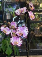 Phalaenopsis Art Nouveau / storczyk - obrazek 4
